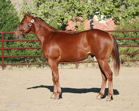 SJR Diamond Oak - CD Diamond x Oak N Sugs UFO - 2014 Colt